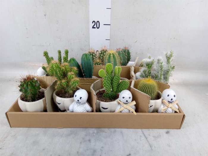 <h4>Cactus   ...</h4>