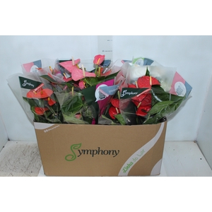 ANTHURIUM VARIADO P15