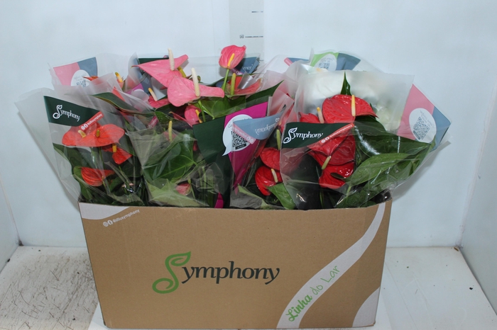 <h4>ANTHURIUM VARIADO P15</h4>