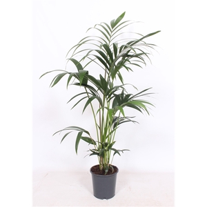 Howea forsteriana 5 per pot