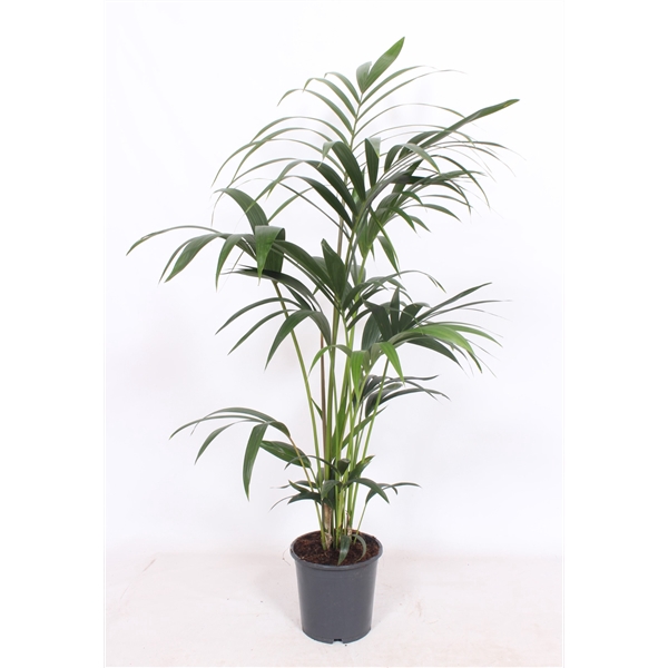 <h4>Howea forsteriana 5 per pot</h4>