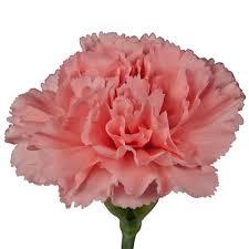 <h4>DI ST IKEBANA</h4>