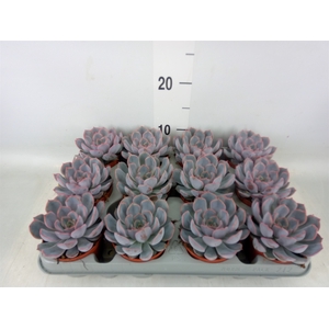 Echeveria  'Orion'
