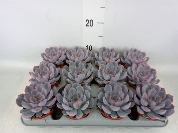 <h4>Echeveria  'Orion'</h4>