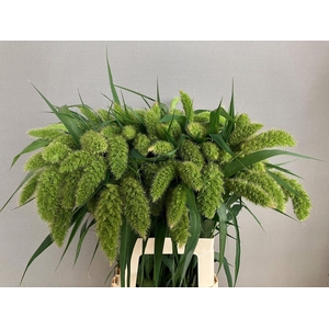 SETARIA ITALICA