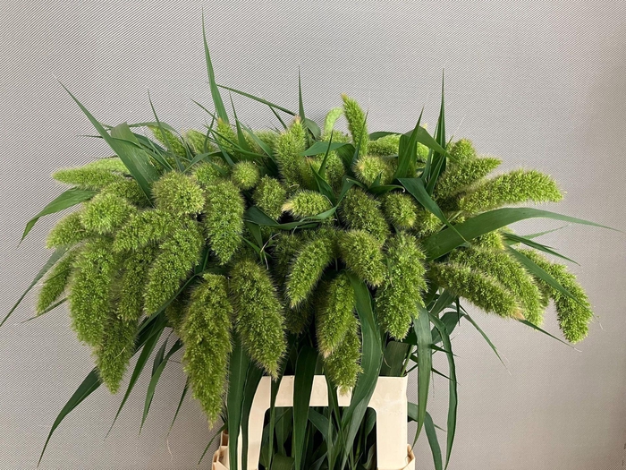 <h4>SETARIA ITALICA</h4>