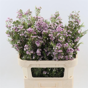 Chamelaucium uncinatum 'Giselle'