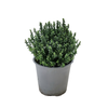 Thymus vulgaris