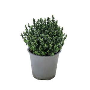 Thymus vulgaris