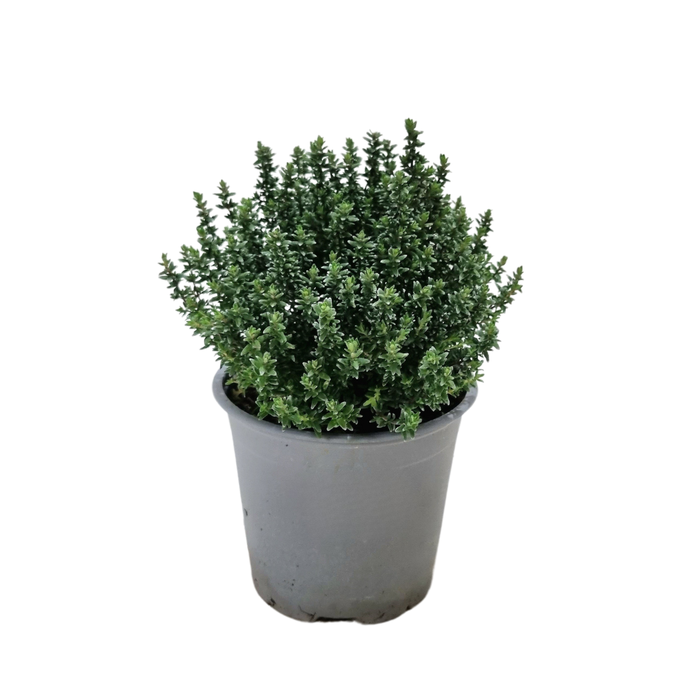<h4>Thymus vulgaris</h4>