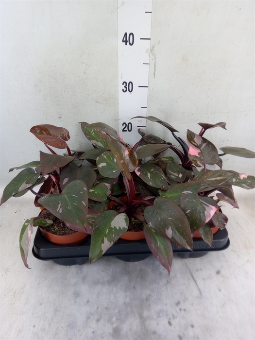 <h4>Philodendron   ...</h4>