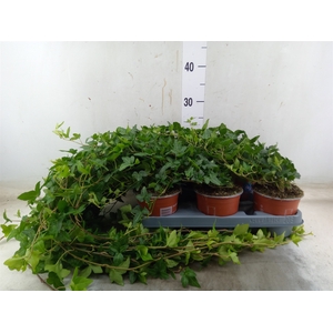 Hedera helix 'Shamrock'