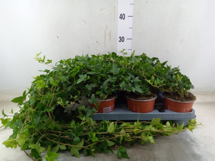 <h4>Hedera helix 'Shamrock'</h4>