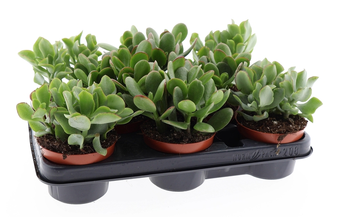 <h4>Crassula mix</h4>
