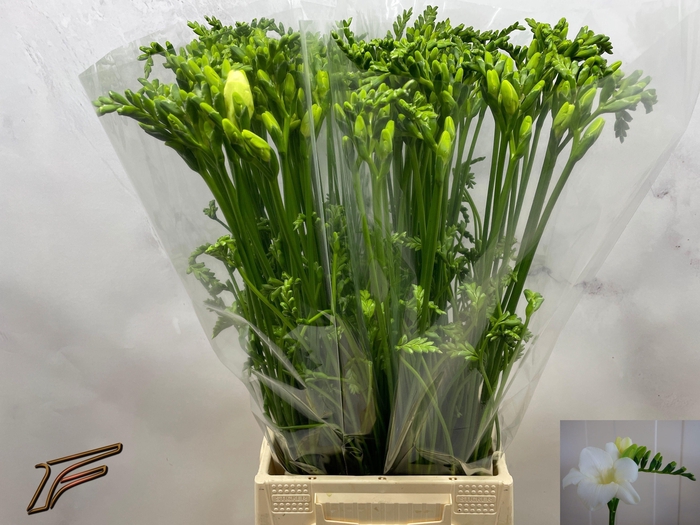 <h4>FR EN AMBIANCE</h4>