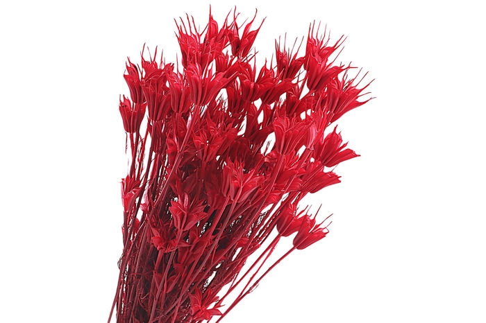 <h4>Nigella Orientalis Red</h4>