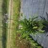 Agapanthus africanus