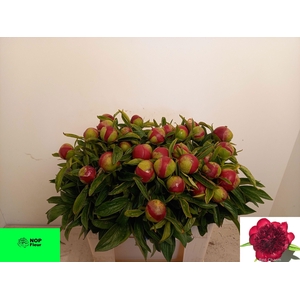 PAEO RED CHARM