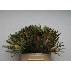 Banksia Hookeriana Small
