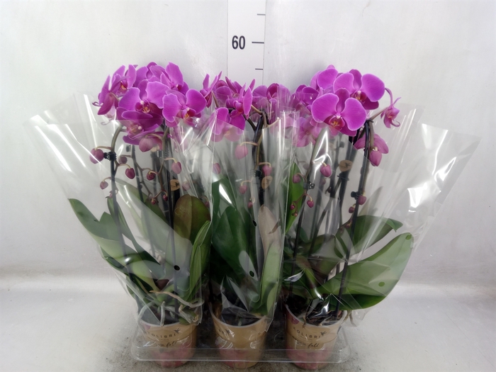 <h4>Phalaenopsis  'Elegant Cascade'</h4>