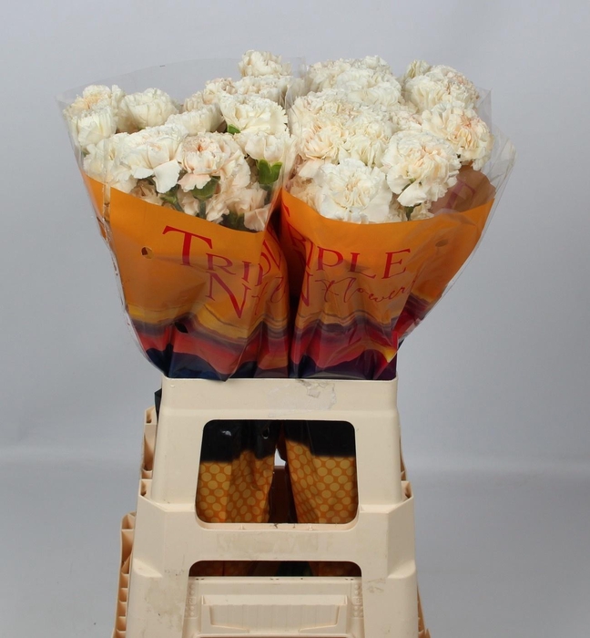 <h4>DI ST PEACH TEA+</h4>