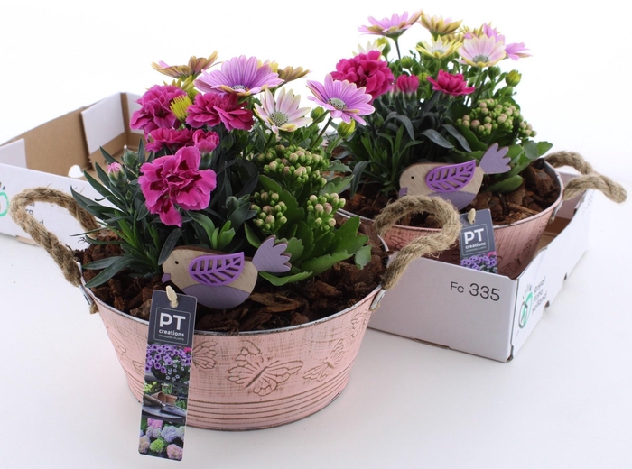 <h4>ARR TUINPLANTEN</h4>