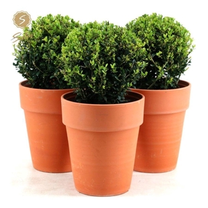 Ilex crenata 'Jenny'® Ball Ø20cm P17 in Ceramic Terracotta