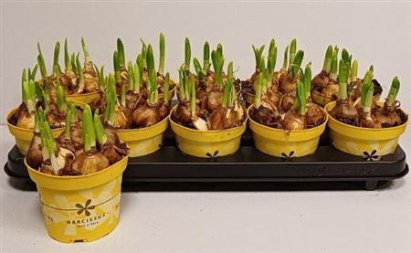 <h4>Narc O Tete A Tete</h4>