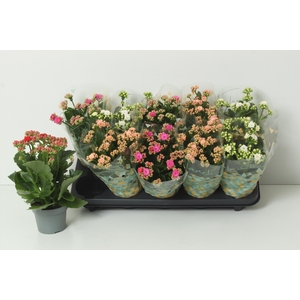 KAL GE PERF GEM 4 KL