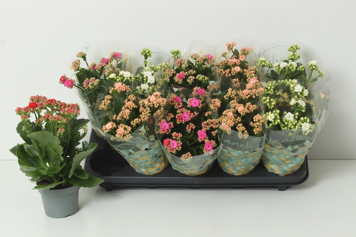 <h4>KAL GE PERF GEM 4 KL</h4>