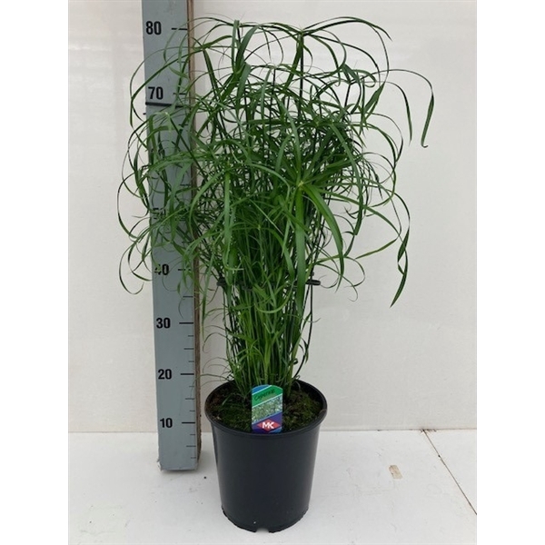 <h4>Cyperus alternifolius</h4>