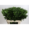 Ruscus Hypophyllum