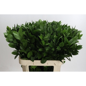 Ruscus hypophyllum (groot blad)