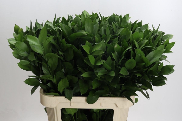 <h4>Ruscus hypophyllum (groot blad)</h4>