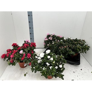 RHODO SI VOGEL GEM