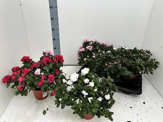 <h4>RHODO SI VOGEL GEM</h4>
