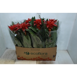 GUZMANIA DENISE P14