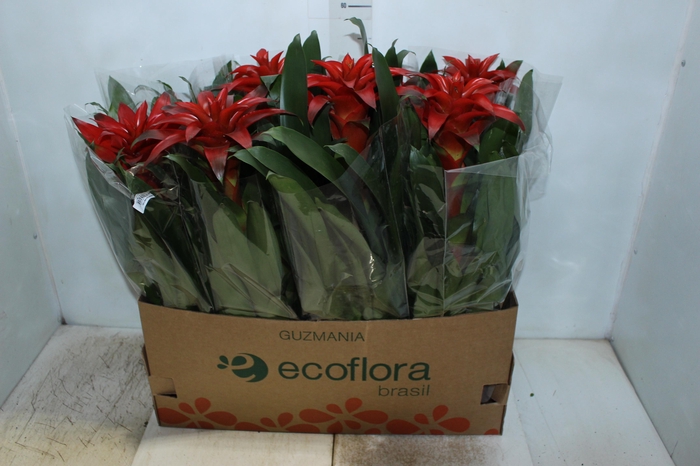 <h4>GUZMANIA DENISE P14</h4>