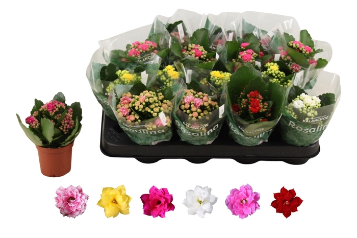 <h4>KAL GE RO GEM 6 KL</h4>