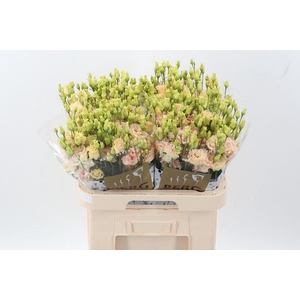 Eus G Alissa Champag