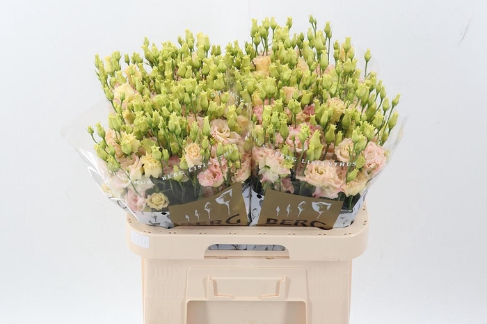 <h4>Eus G Alissa Champag</h4>