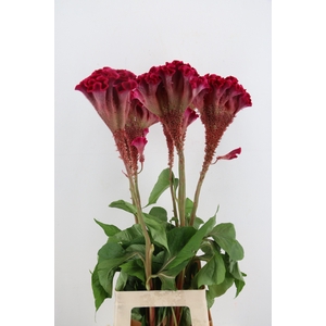CEL C TURBO SCARLET