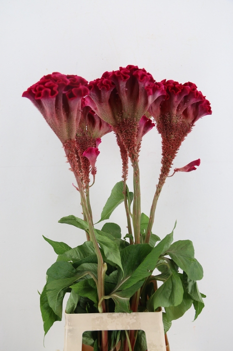 <h4>CEL C TURBO SCARLET</h4>