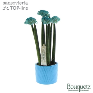 Sansevieria TOP-line Bouquetz Aqua in Dots keramiek
