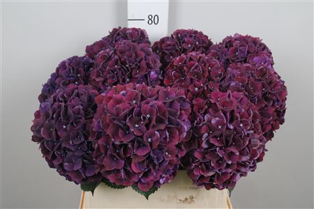 Hydr M Mag Rubyred Purple