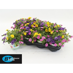 CALIB TR PETTICOAT
