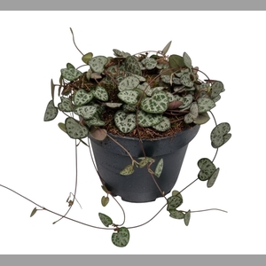 CEROPEGIA WOODII SUP