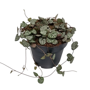 CEROPEGIA WOODII SUP