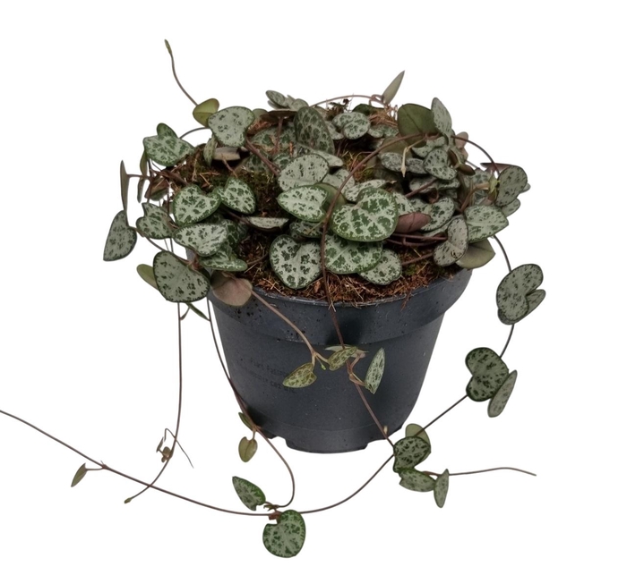 <h4>CEROPEGIA WOODII SUP</h4>