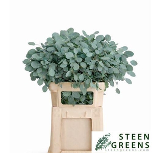 EUC POLYANTHEMO P BS